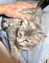 Gidget - Photo 5