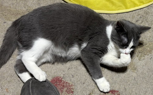 DILBERT - Domestic Short Hair available for adoption