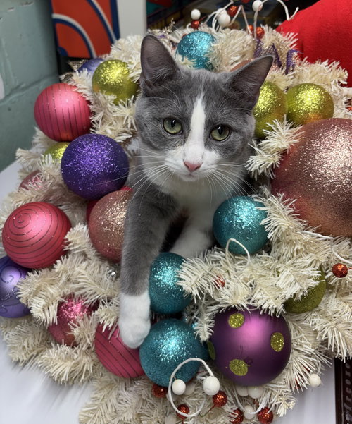 DILBERT - Domestic Short Hair available for adoption