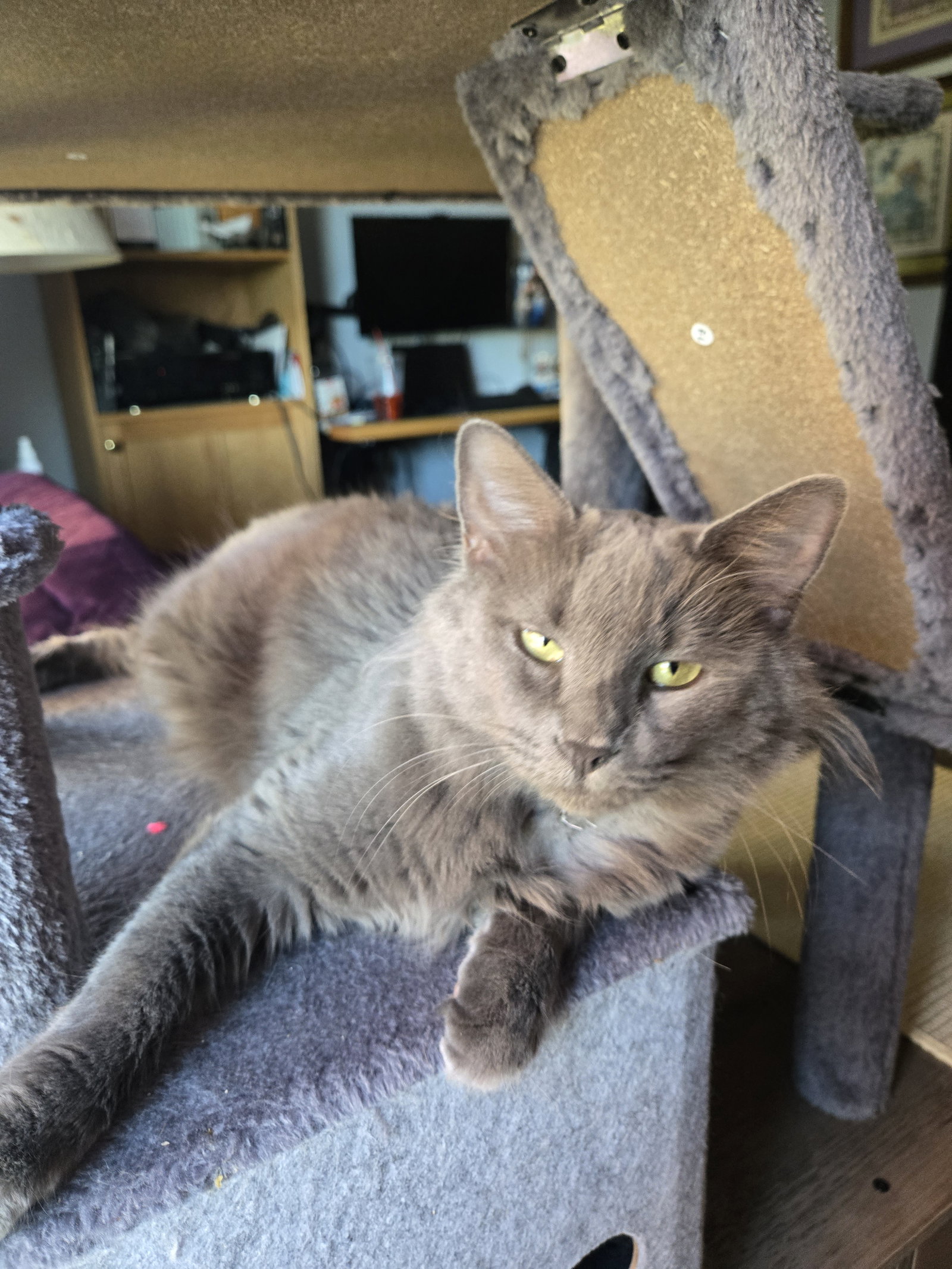Silver Fox  Domestic Long Hair (long coat) Female