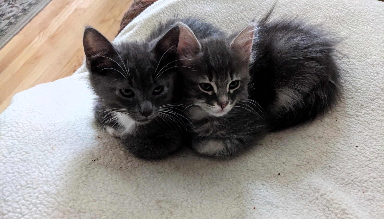 Tod & Reynard (**bonded pair)  Domestic Medium Hair (medium coat) Male