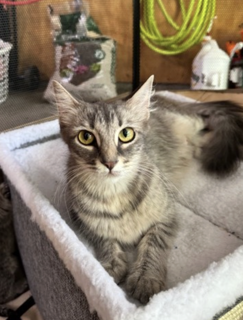 picture of the cat needing adoption