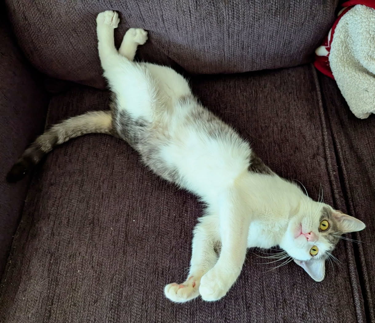 Priceless  Domestic Short Hair (short coat) Male