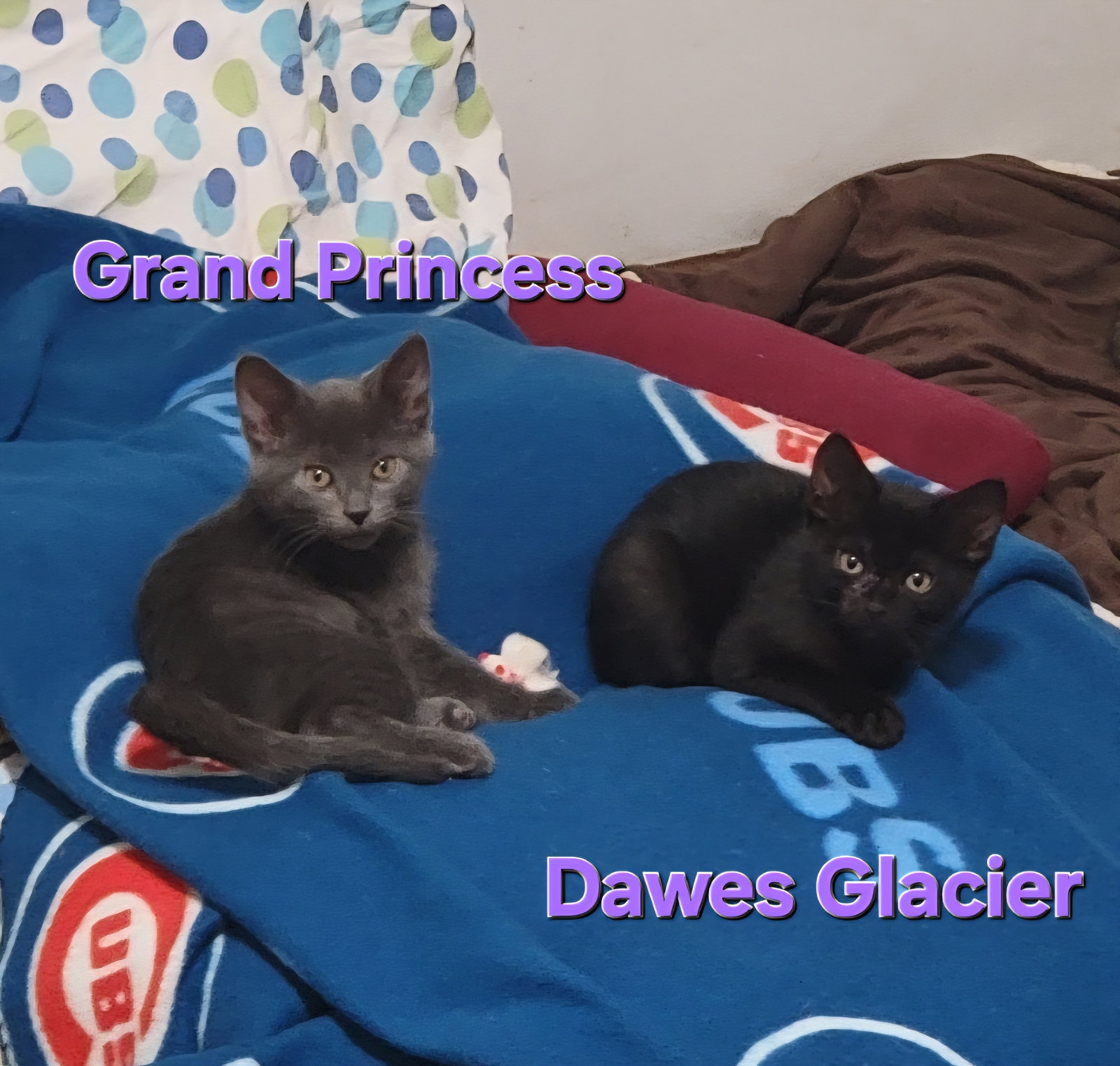 Grand Princess & Dawes Glacier (bonded pair)  Domestic Short Hair Female