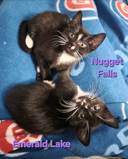 NUGGET FALLS & EMERALD LAKE (BONDED PAIR) - Domestic Short Hair available for adoption