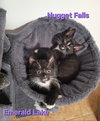 Nugget Falls & Emerald Lake (bonded pair) - Photo 2