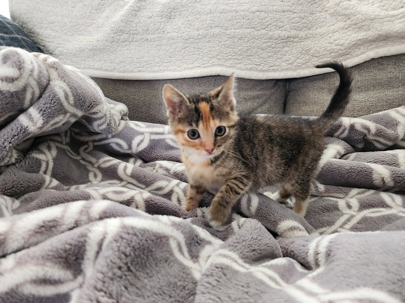 Lucy  Domestic Short Hair (short coat) Female