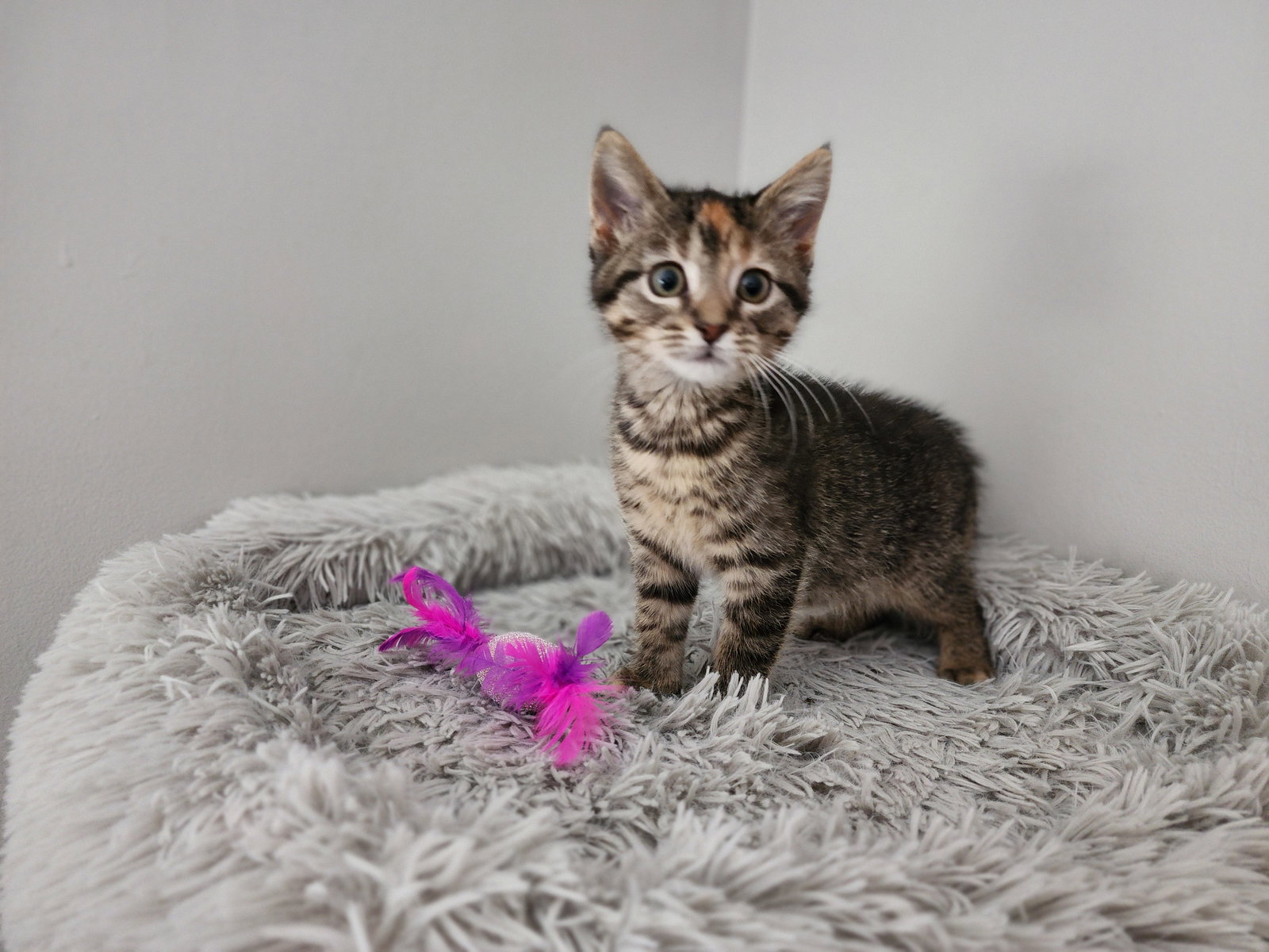 Susie  Domestic Short Hair (short coat) Female