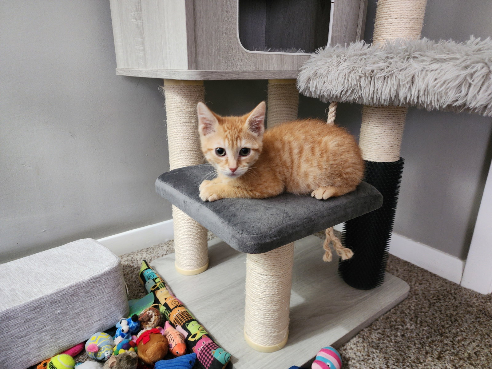Guppy  Domestic Short Hair (short coat) Male