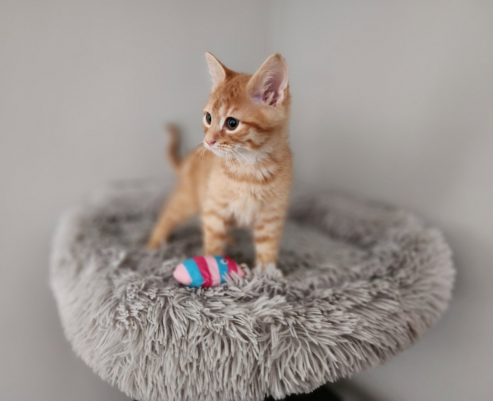 Goldfish  Domestic Short Hair (short coat) Male