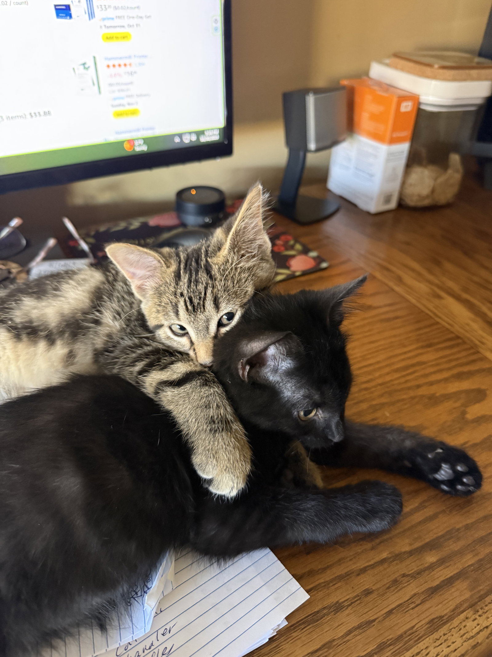 Porto and Lisbon *bonded  Domestic Short Hair (short coat) Male