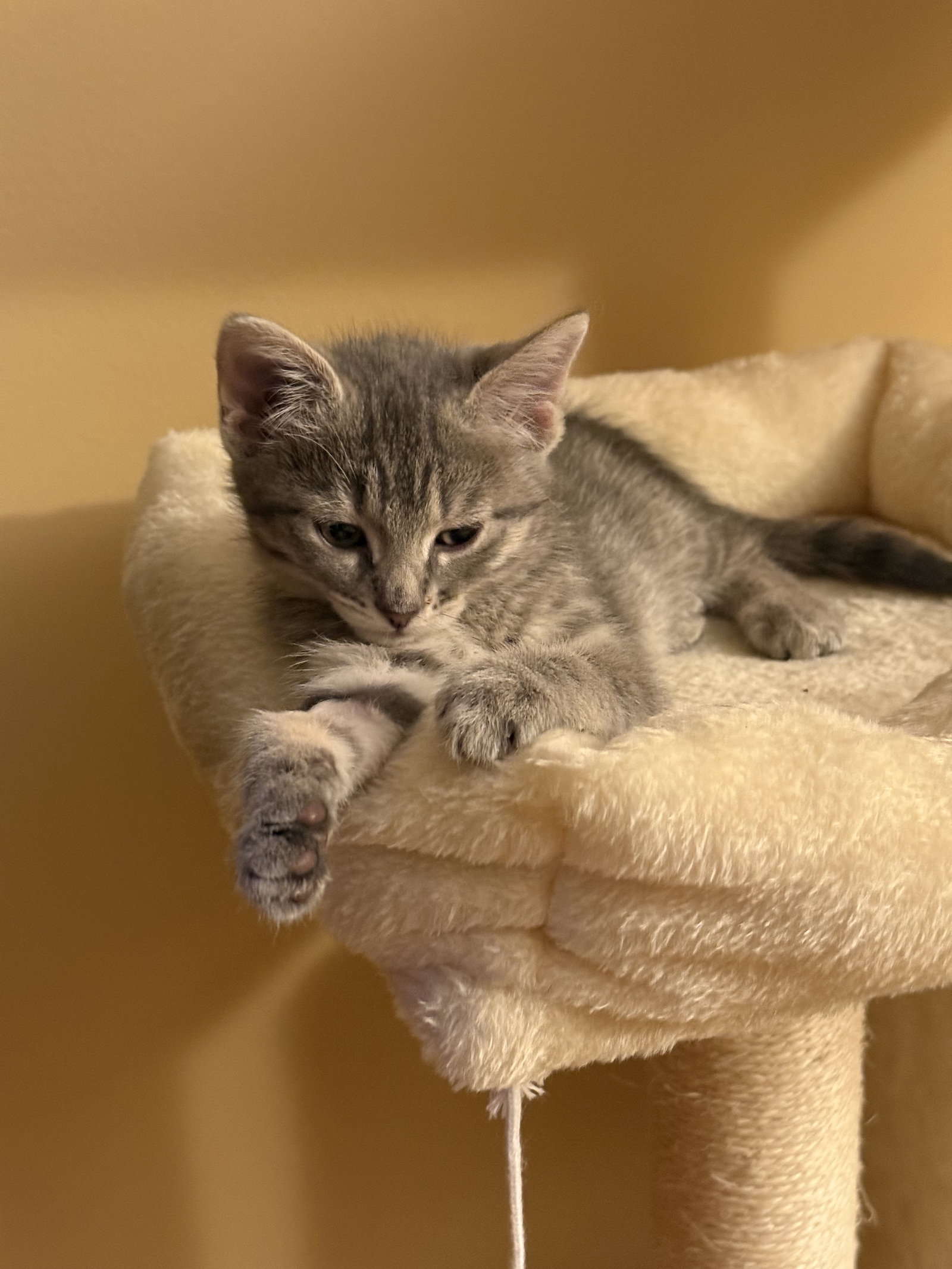 Seville  Domestic Short Hair (short coat) Female