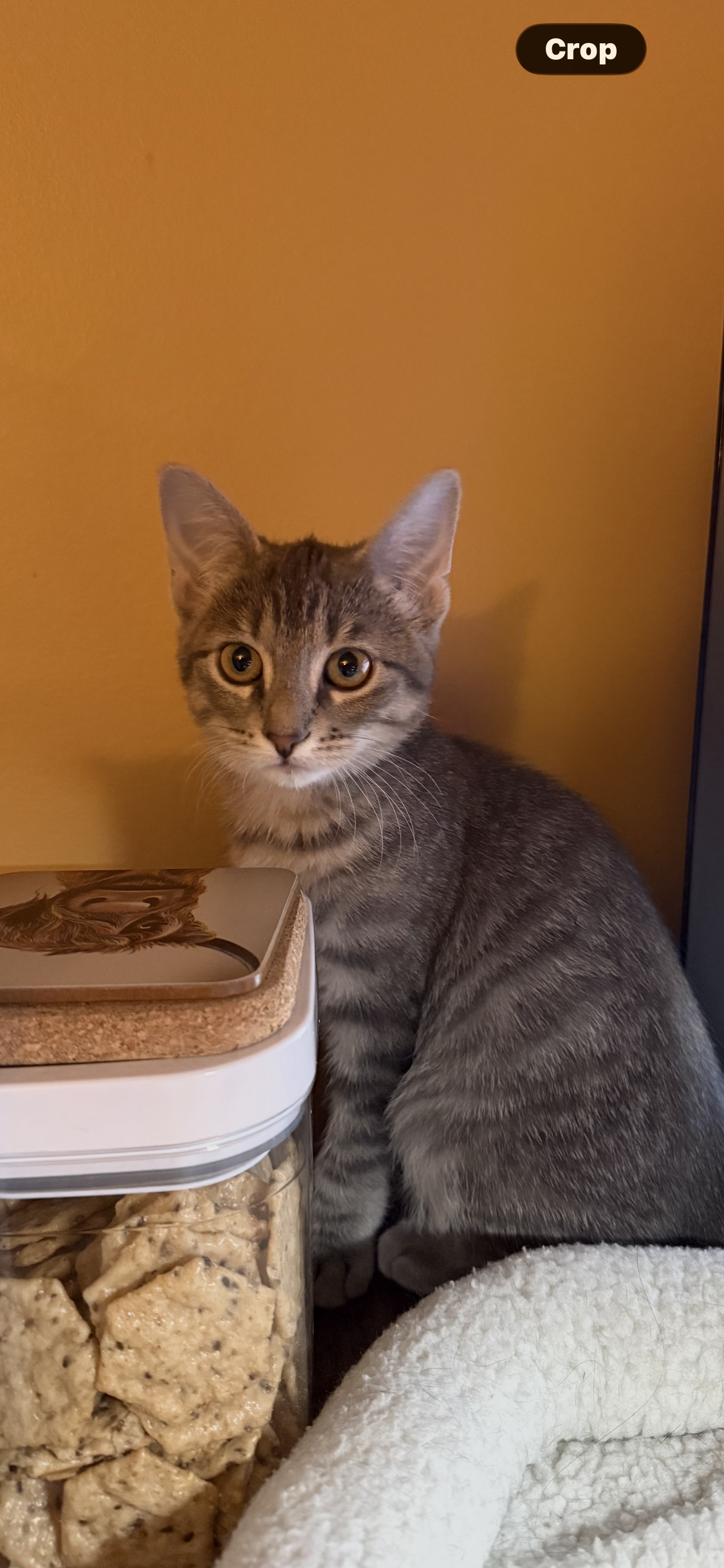 Seville  Domestic Short Hair (short coat) Female