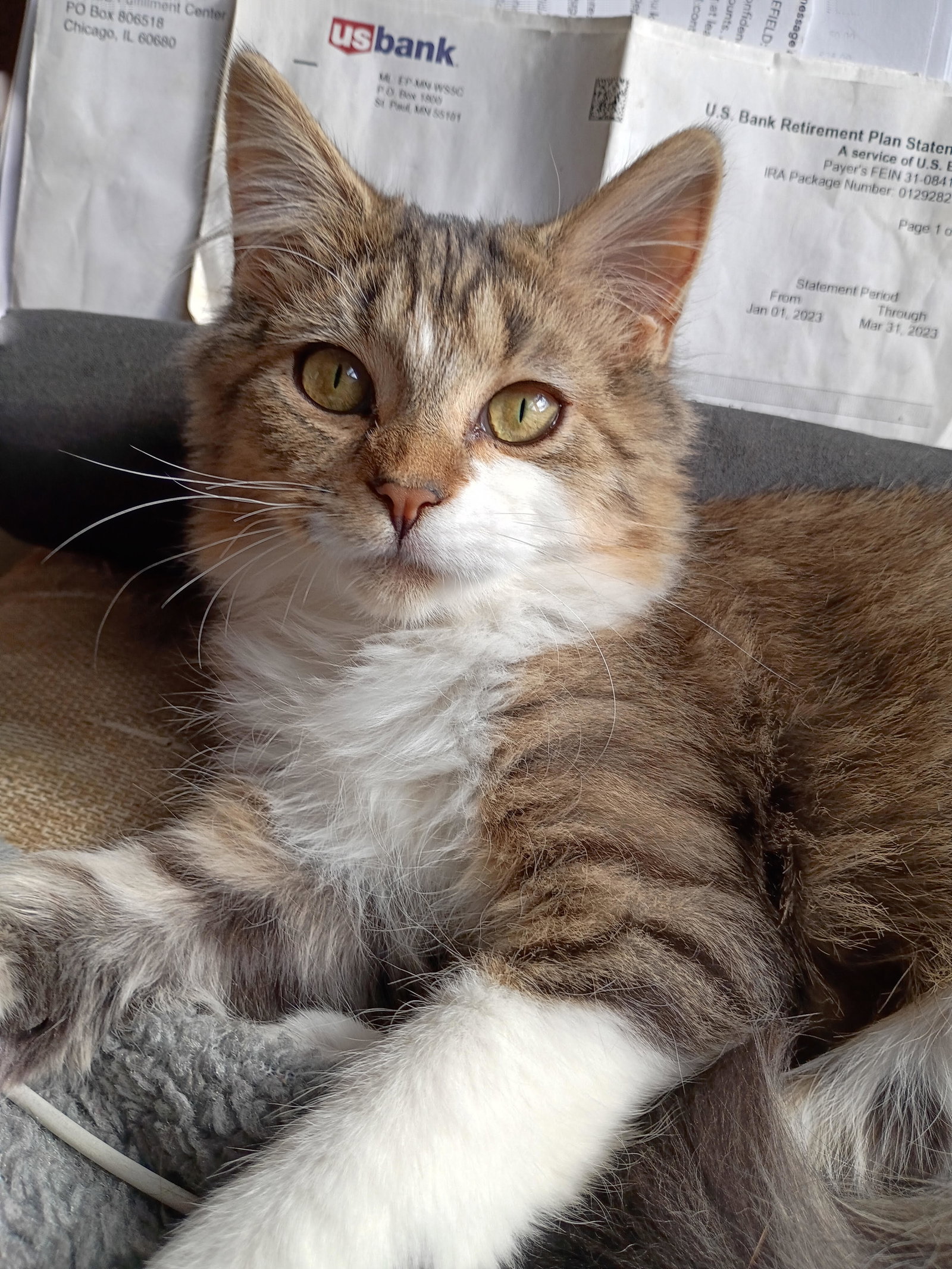 Churro  Domestic Long Hair (long coat) Female