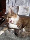 Churro - Photo 2