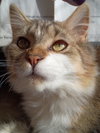 Churro - Photo 3