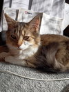 Churro - Photo 4