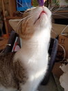 Mango - Photo 2