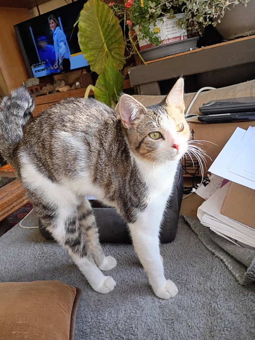 MANGO - Domestic Short Hair available for adoption