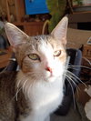 Mango - Photo 3