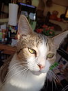 Mango - Photo 5