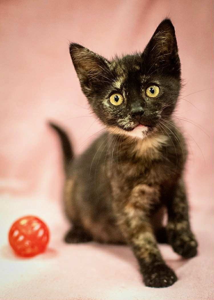 Sammy Jo  Domestic Short Hair (short coat) Female