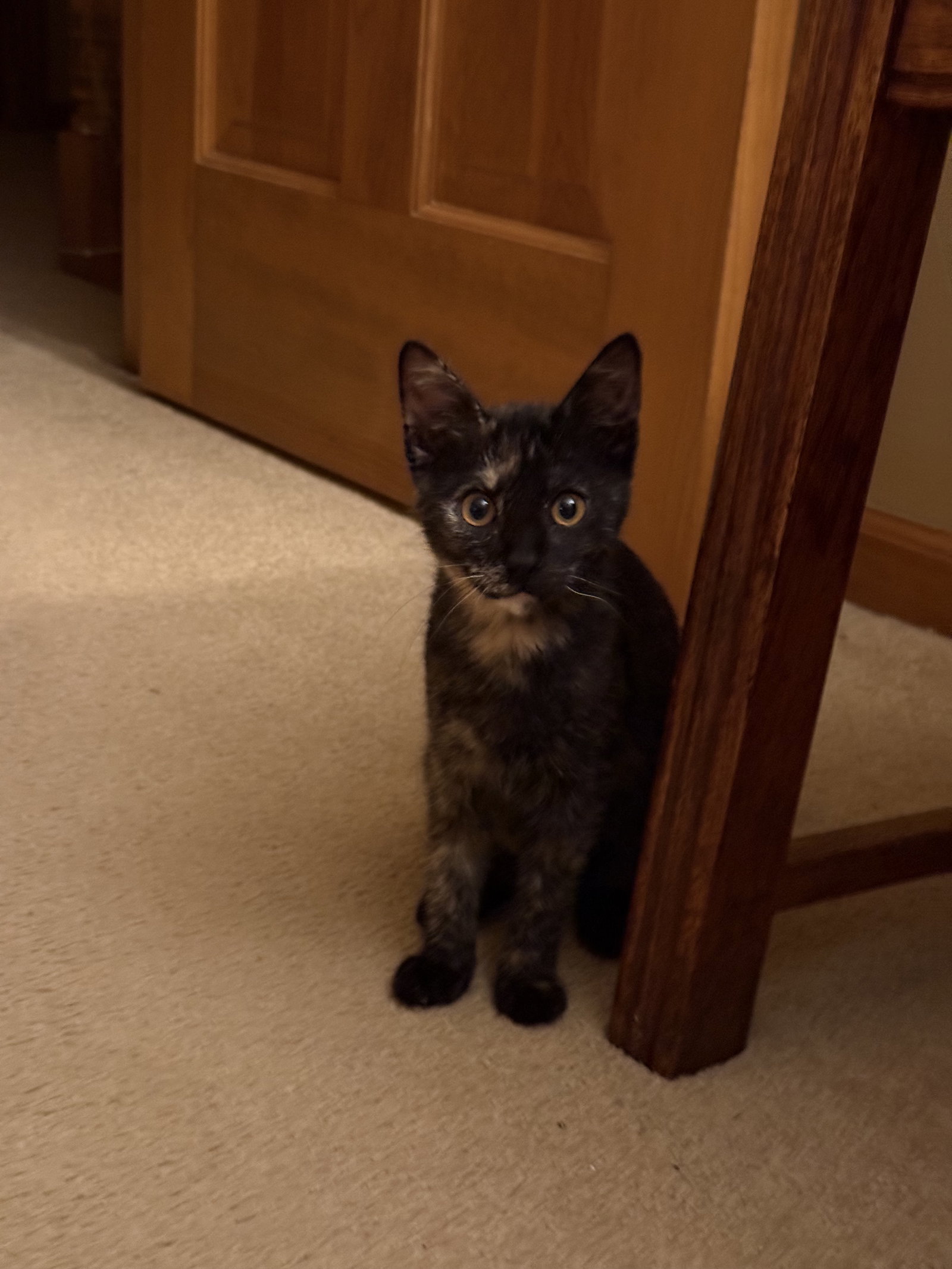 Sammy Jo  Domestic Short Hair (short coat) Female