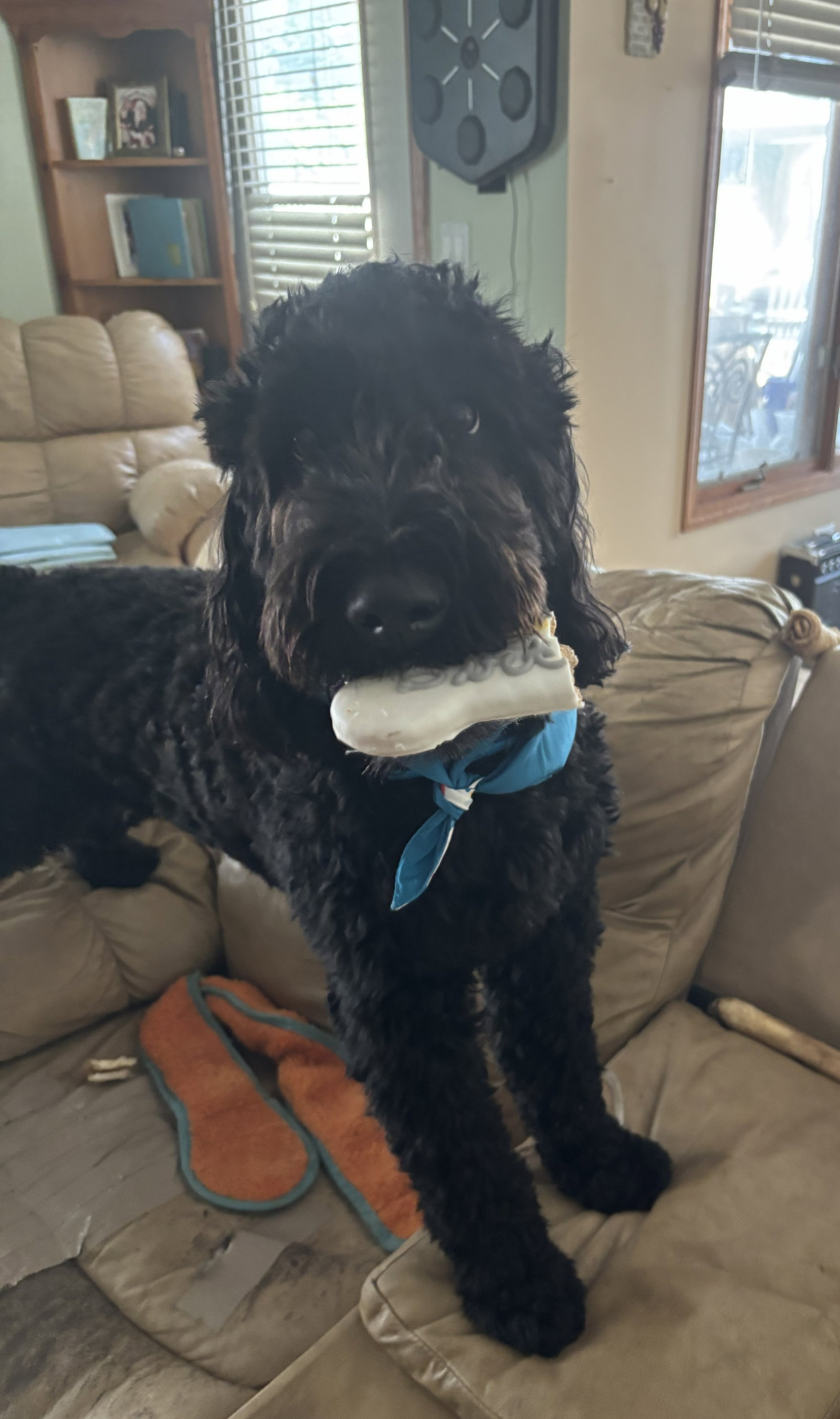 Ollie Medium Wheaten Terrier / Poodle (Standard) (long coat) Male