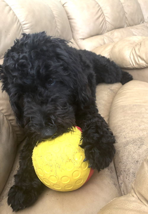 Ollie photo 2
