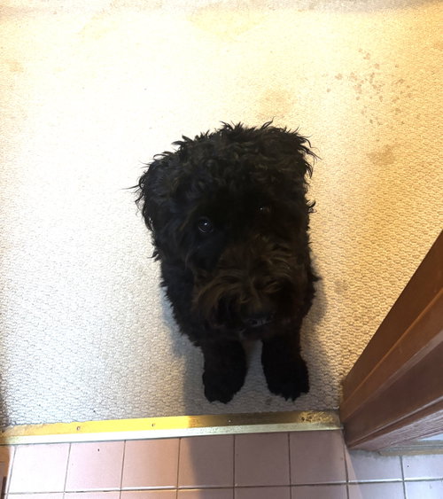 Ollie photo 6