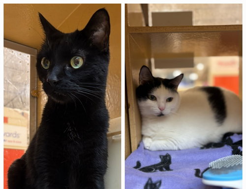 picture of the cat needing adoption