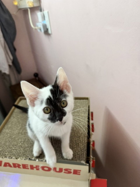 Mary  Domestic Short Hair Female