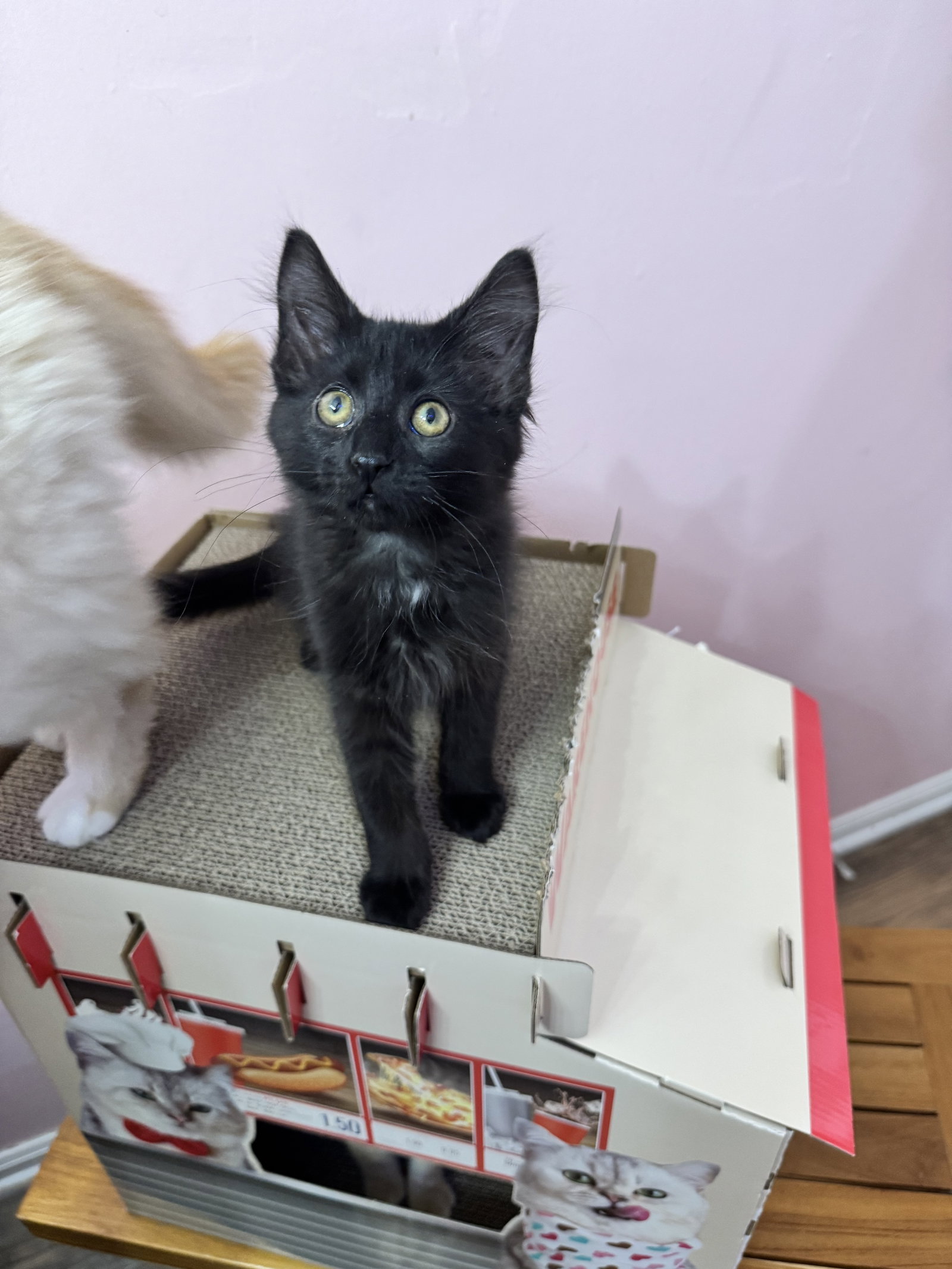 Caroline  Domestic Short Hair (short coat) Female