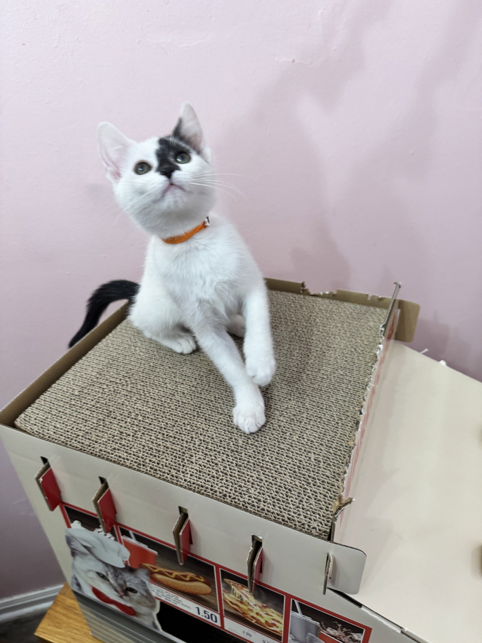 Nellie  Domestic Short Hair (short coat) Female