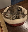 Alexia and Chocolate Mochi (bonded pair) - Photo 1