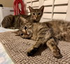 Alexia and Chocolate Mochi (bonded pair) - Photo 3