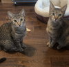 Alexia and Chocolate Mochi (bonded pair) - Photo 5