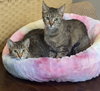 Alexia and Chocolate Mochi (bonded pair) - Photo 6