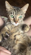 Alexia and Chocolate Mochi (bonded pair) - Photo 7
