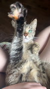 Alexia and Chocolate Mochi (bonded pair) - Photo 8
