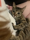 Alexia and Chocolate Mochi (bonded pair) - Photo 9