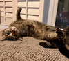 Alexia and Chocolate Mochi (bonded pair) - Photo 10