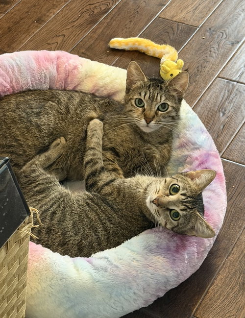 picture of the cat needing adoption