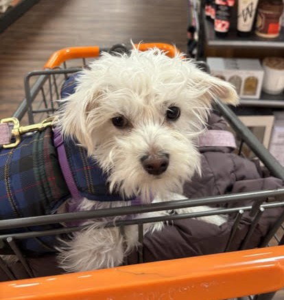 Augie Small Maltese / Mixed (long coat) Male