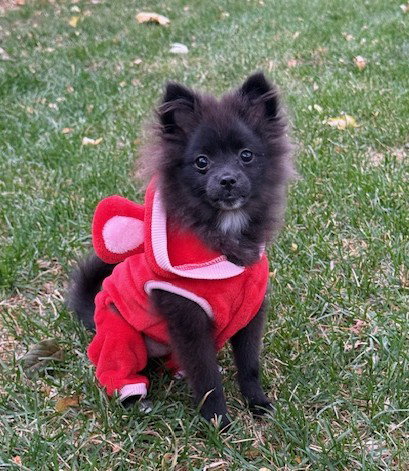 Roy Small Pomeranian (long coat) Male