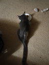 Nico - Photo 3