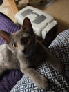 Nico - Photo 5