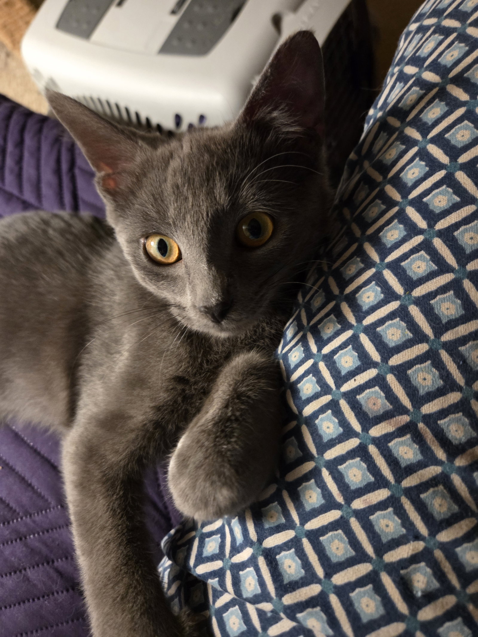 Nico  Domestic Short Hair (short coat) Male