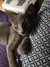 Nico - Photo 1