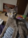 Nico - Photo 2